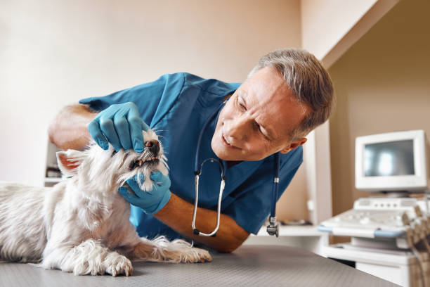Best Emergency Root Canal Treatment in Urbandale, IA